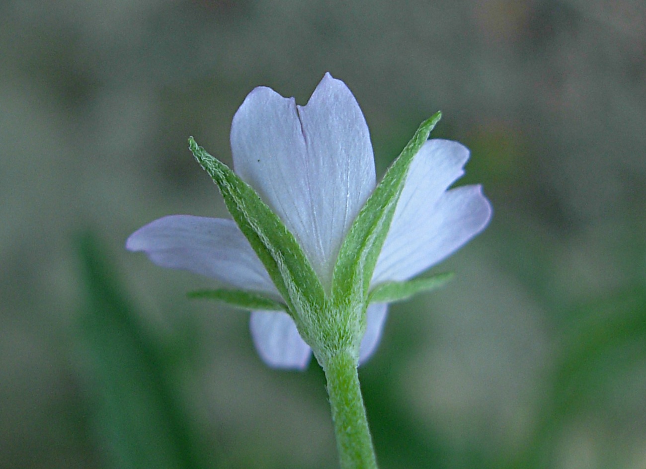 Epilobium tetragonum ssp. tetragonum/Garofanino quadrellato